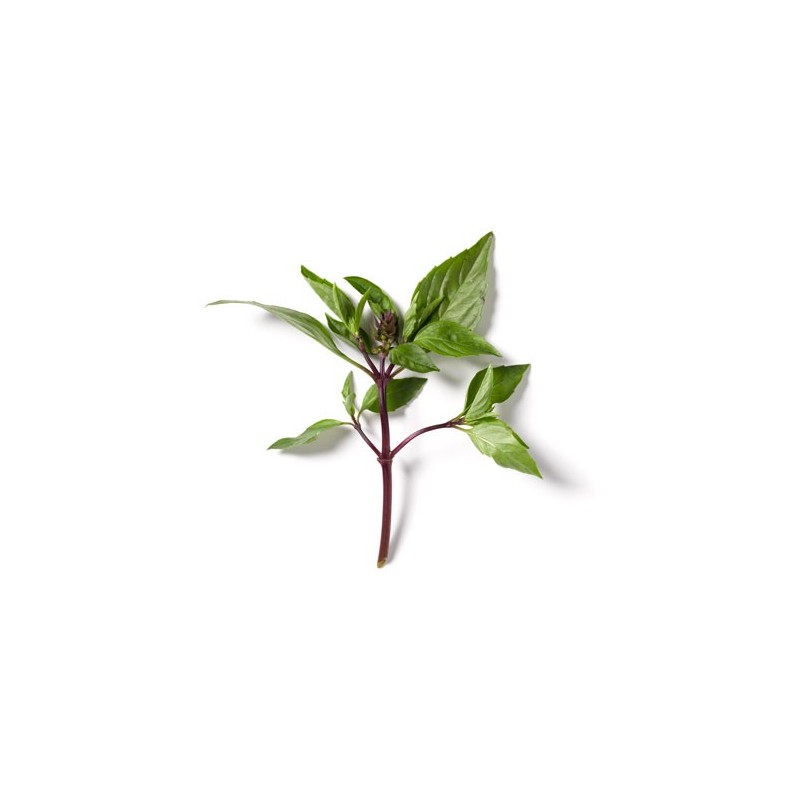 BASIL THAI, BUNCH