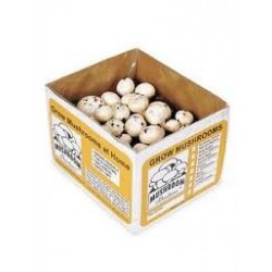 BUTTON MUSHROOMS BOX 4KG