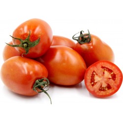 TOMATOES ROMA, KG