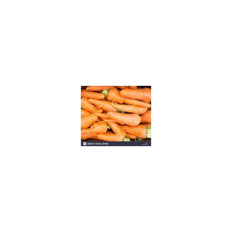 CARROTS MEDIUM BOX 20KG