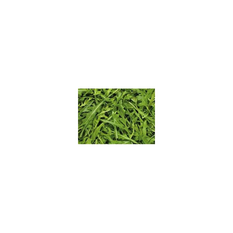 ROCKET WILD, BOX 1.5KG