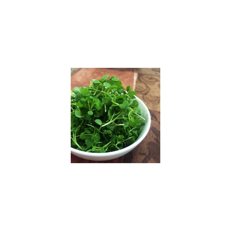 MICRO CRESS PUNNET