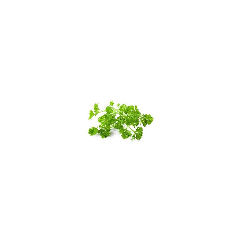 CHERVIL , BUNCH