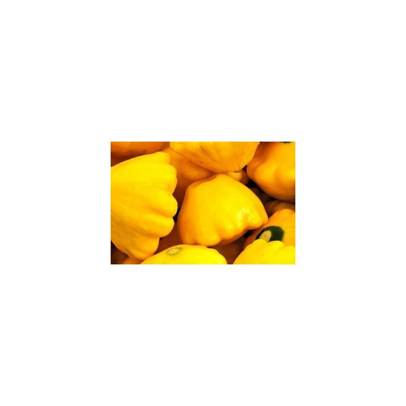 SQUASH YELLOW, KG