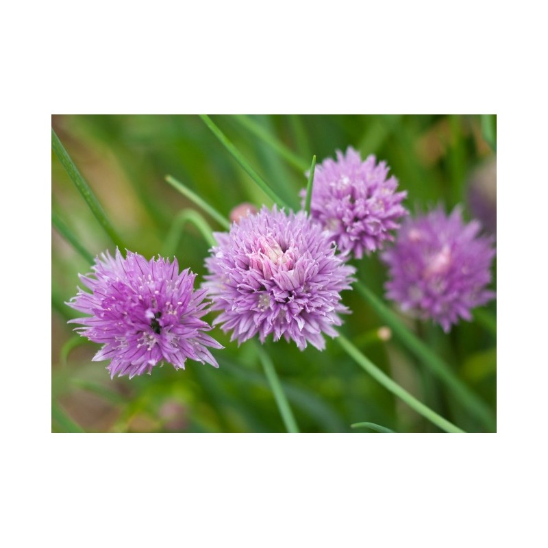EDIBLE CHIVE FLOWER VIP, PNT