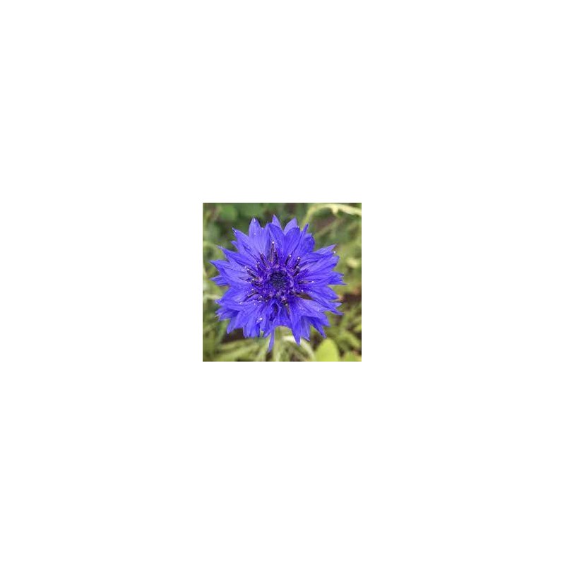 EDIBLE CORN FLOWER VIP, PNT