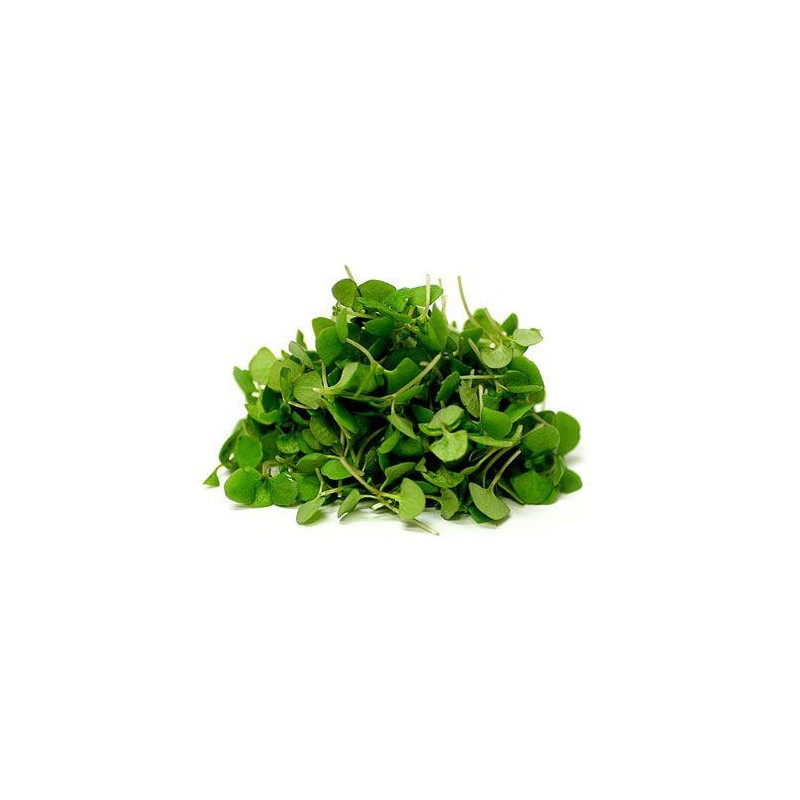 MICRO HERB BASIL GREEK, PUNNET