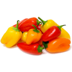 BABY CAPSICUM BELLO ROSSO, PUNNET