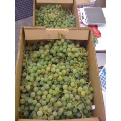 CASE GRAPES GREEN SEEDLESS 9KG