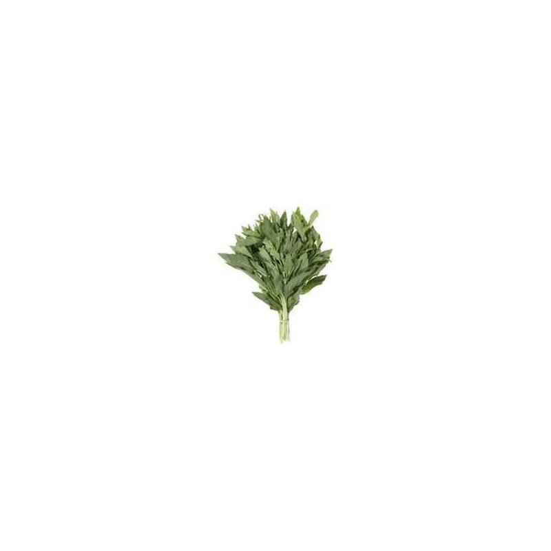 MINT FRESH, BUNCH