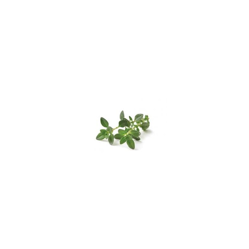 Thyme, bunch