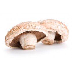 Mushroom Field Medium, kg